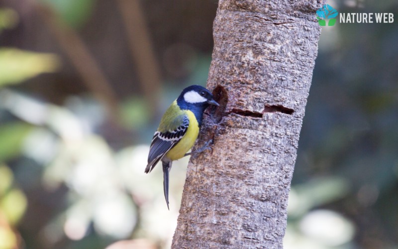 Perching Birds